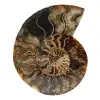 Ammonite naturale lucidata fossile - 0