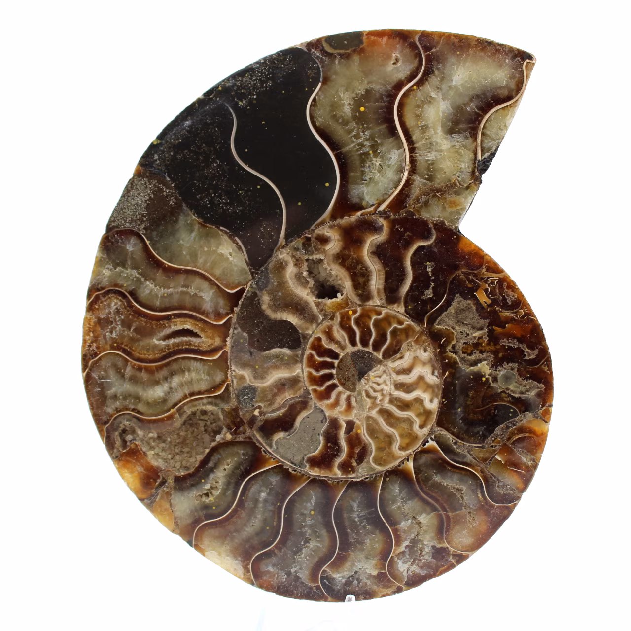 Ammonite naturale lucidata fossile