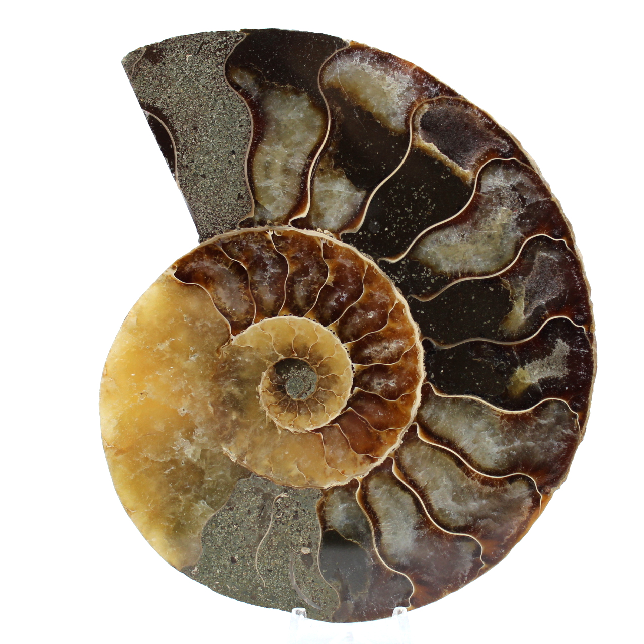 Ammonite lucidata naturale del madagascar