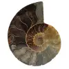 Ammonite - 0