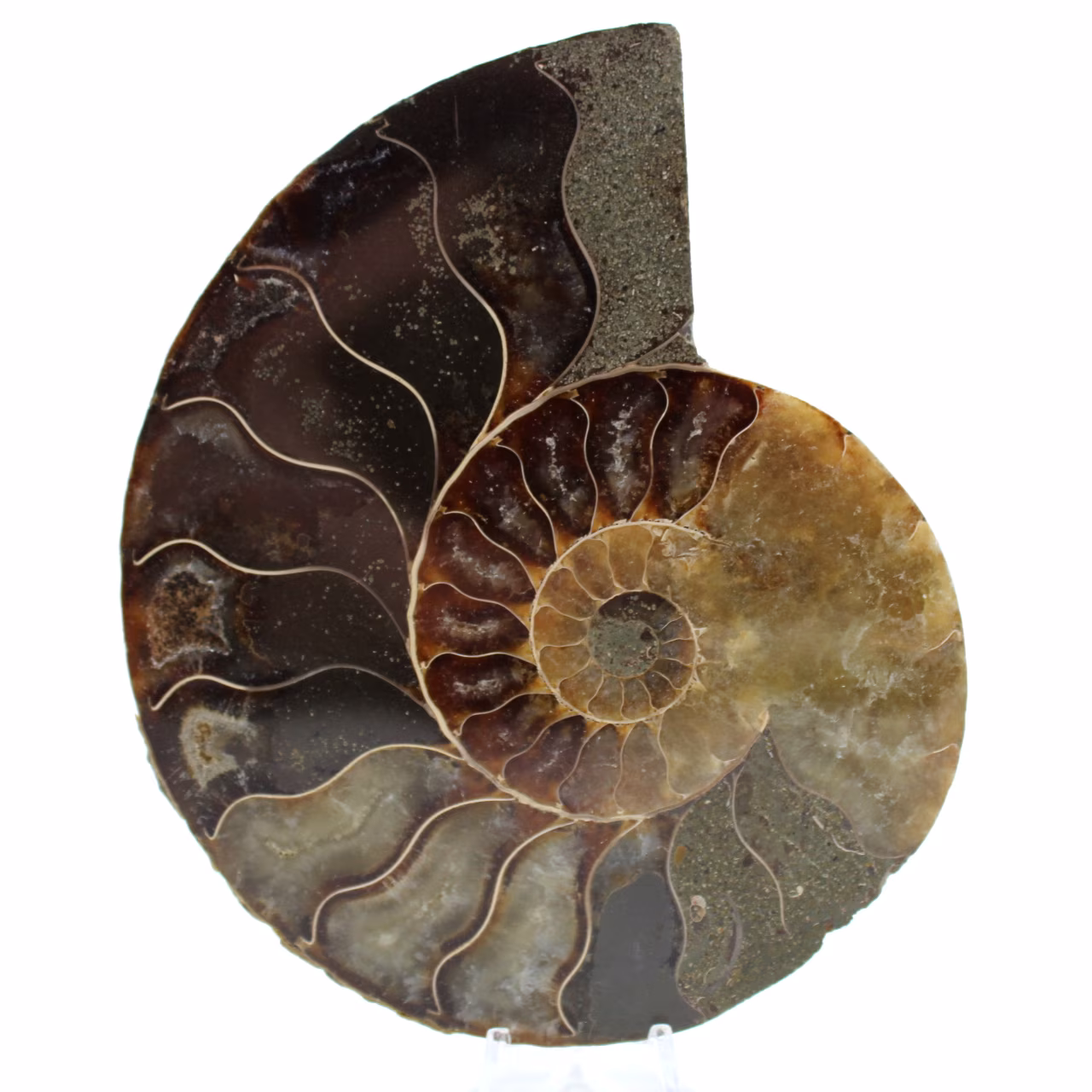 Ammonite