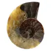 Ammonite fossilizzata - 0