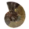 Ammonite lucidata - 0