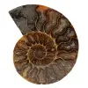 Ammonite fossilizzata lucidata - 0