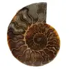 Ammonite segata lucidata - 0