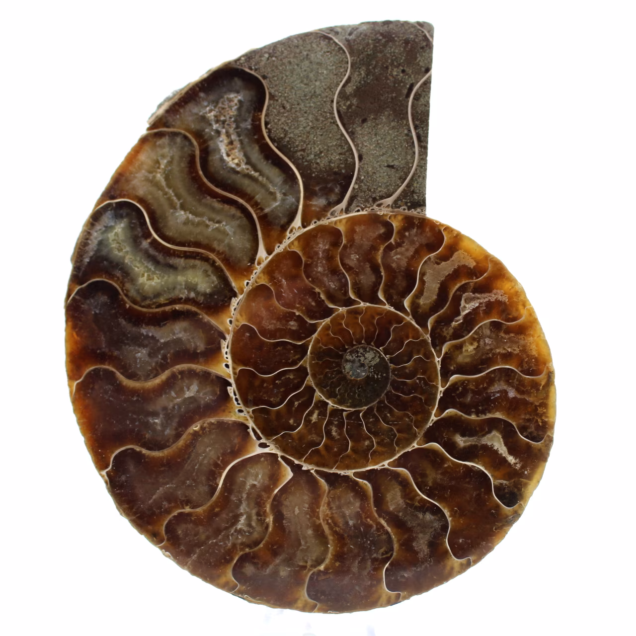 Ammonite segata lucidata