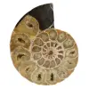Fossile di ammonite in un unico pezzo - 0