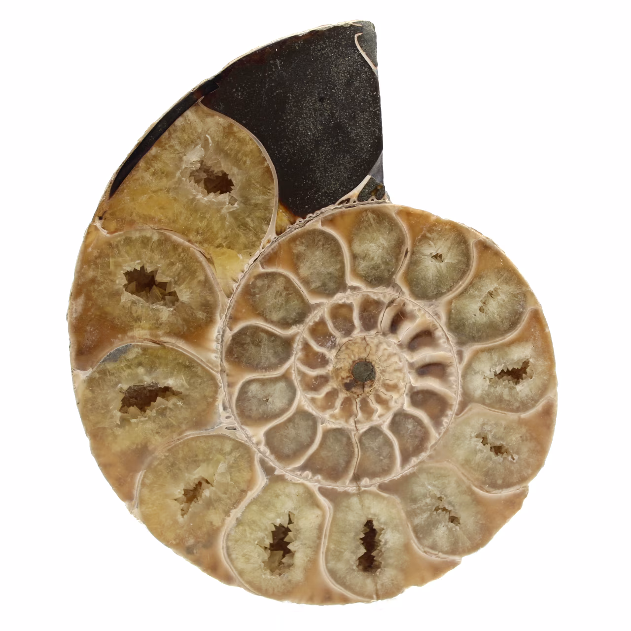 Fossile di ammonite in un unico pezzo
