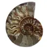 Ammonite fossile del madagascar - 0