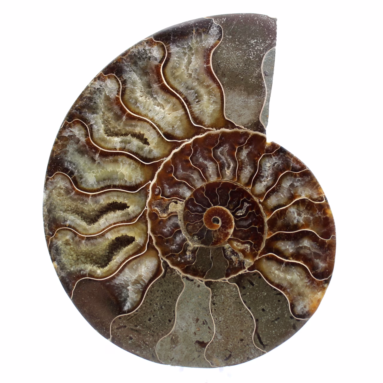 Ammonite fossile del madagascar