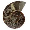 Ammonite naturale del madagascar - 0
