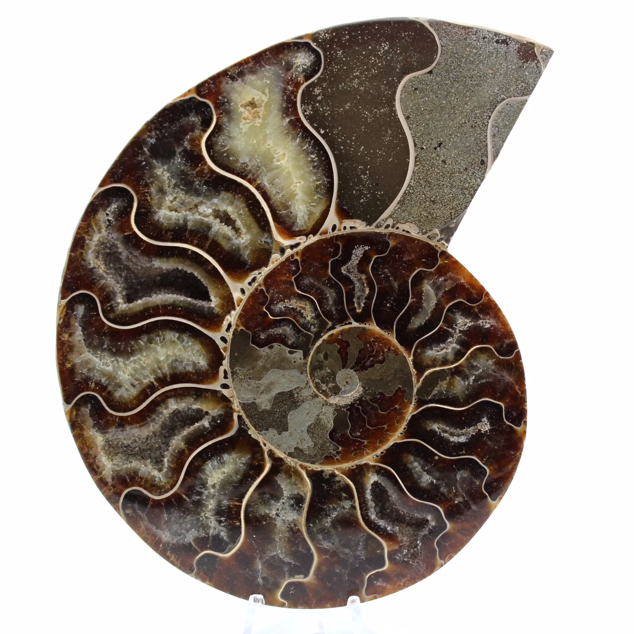 Ammonite naturale del madagascar