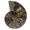 Fossile di ammonite lucidato - 0