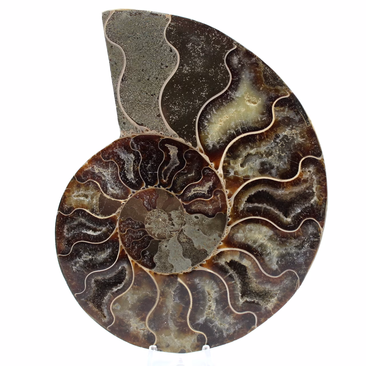 Fossile di ammonite lucidato