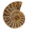 Ammonite lucidata dal madagascar - 0