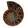 Ammonite lucidata - 0