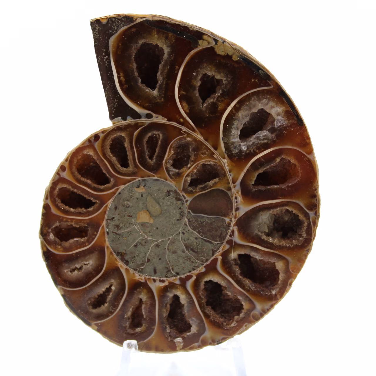 Ammonite lucidata