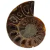 Ammonite fossilizzata lucidata - 0