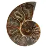 Ammonite segata lucidata - 0