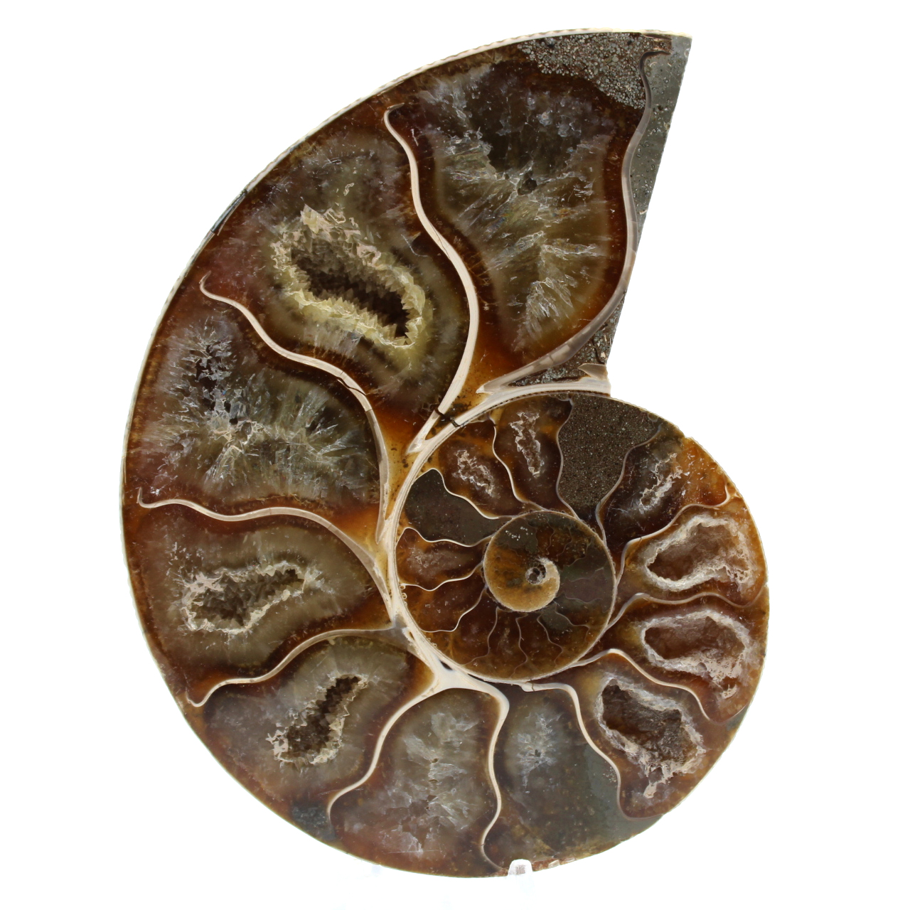 Ammonite segata lucidata