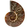 Fossile di ammonite in un unico pezzo - 0