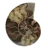 Ammonite del madagascar - 0