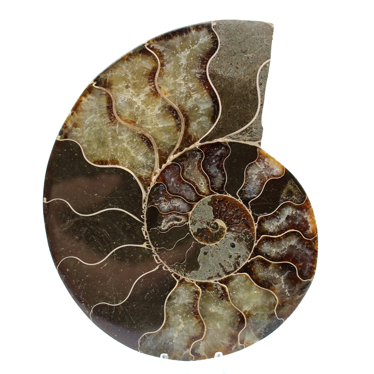 Ammonite del madagascar