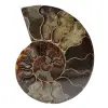 Ammonite fossile del madagascar - 0