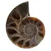 Fossile di ammonite lucidato - 0