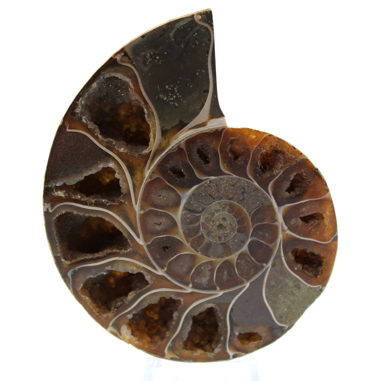 Fossile di ammonite lucidato