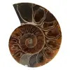 Ammonite lucidata dal madagascar - 0