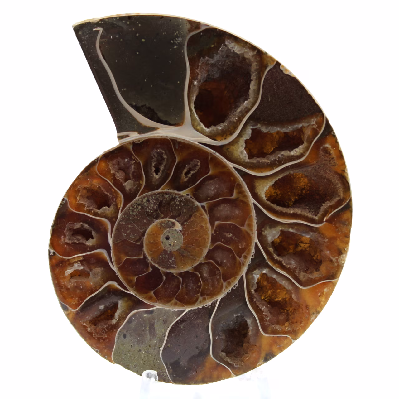Ammonite lucidata dal madagascar