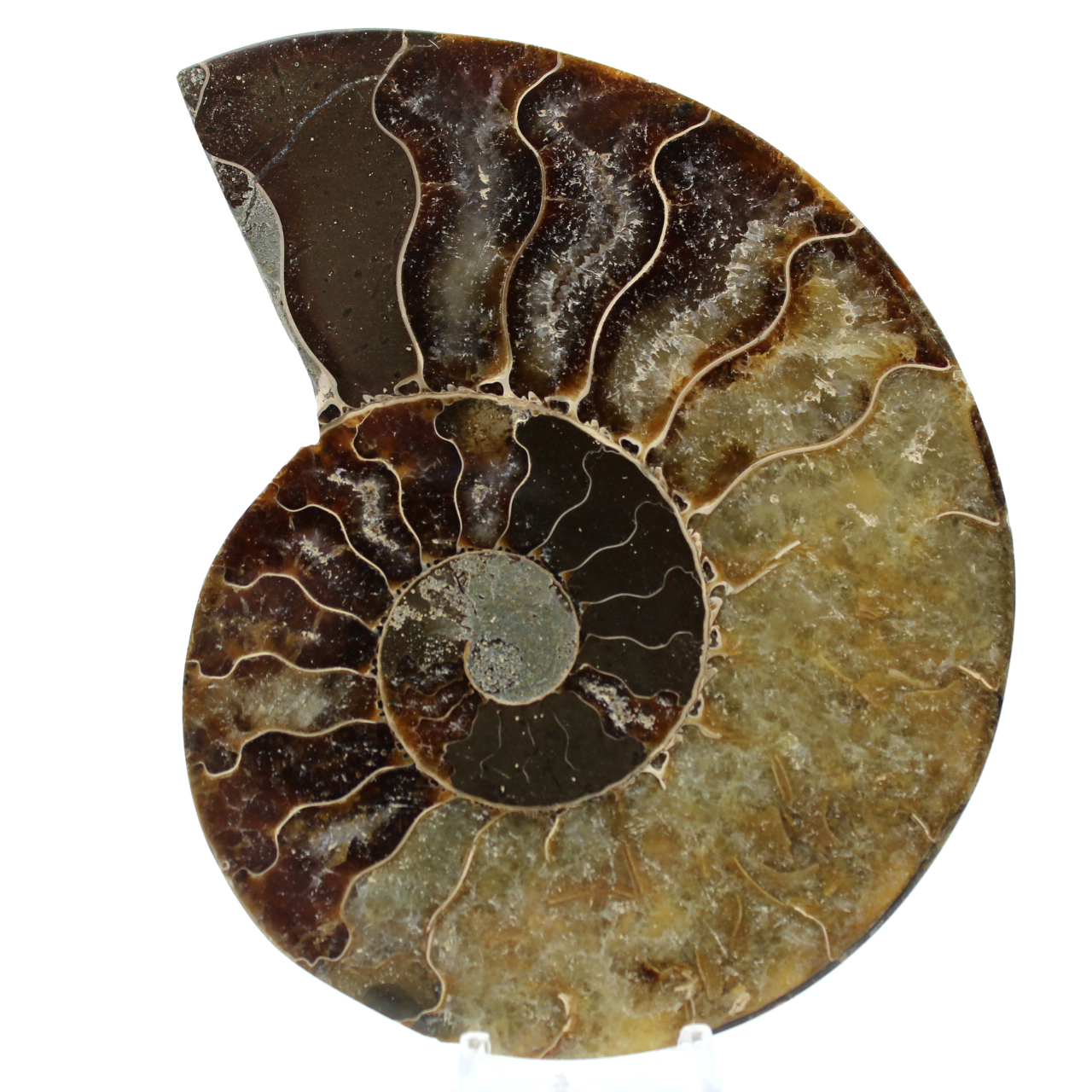 Ammonite segata lucidata