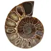 Ammonite del madagascar - 0