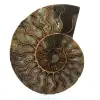 Ammonite fossile del madagascar - 0