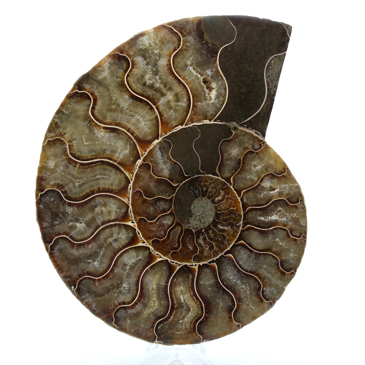 Ammonite fossile del madagascar