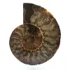 Ammonite naturale fossile - 0
