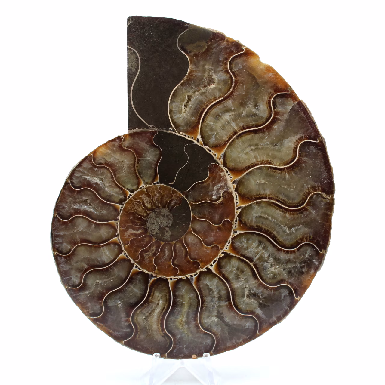 Ammonite naturale fossile