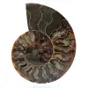 Ammonite naturale del madagascar - 0