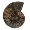 Fossile di ammonite lucidato - 0