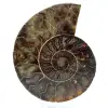 Ammonite lucidata dal madagascar - 0