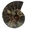 Ammonite naturale lucidata fossile - 0