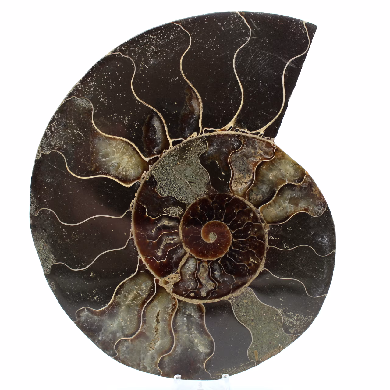 Ammonite naturale lucidata fossile