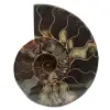 Ammonite lucidata naturale del madagascar - 0