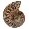 Ammonite fossilizzata - 0