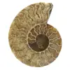Ammonite lucidata - 0