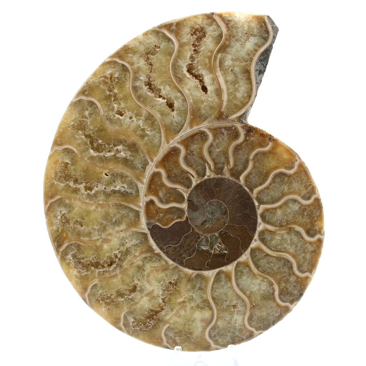 Ammonite lucidata