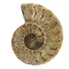 Ammonite fossilizzata lucidata - 0