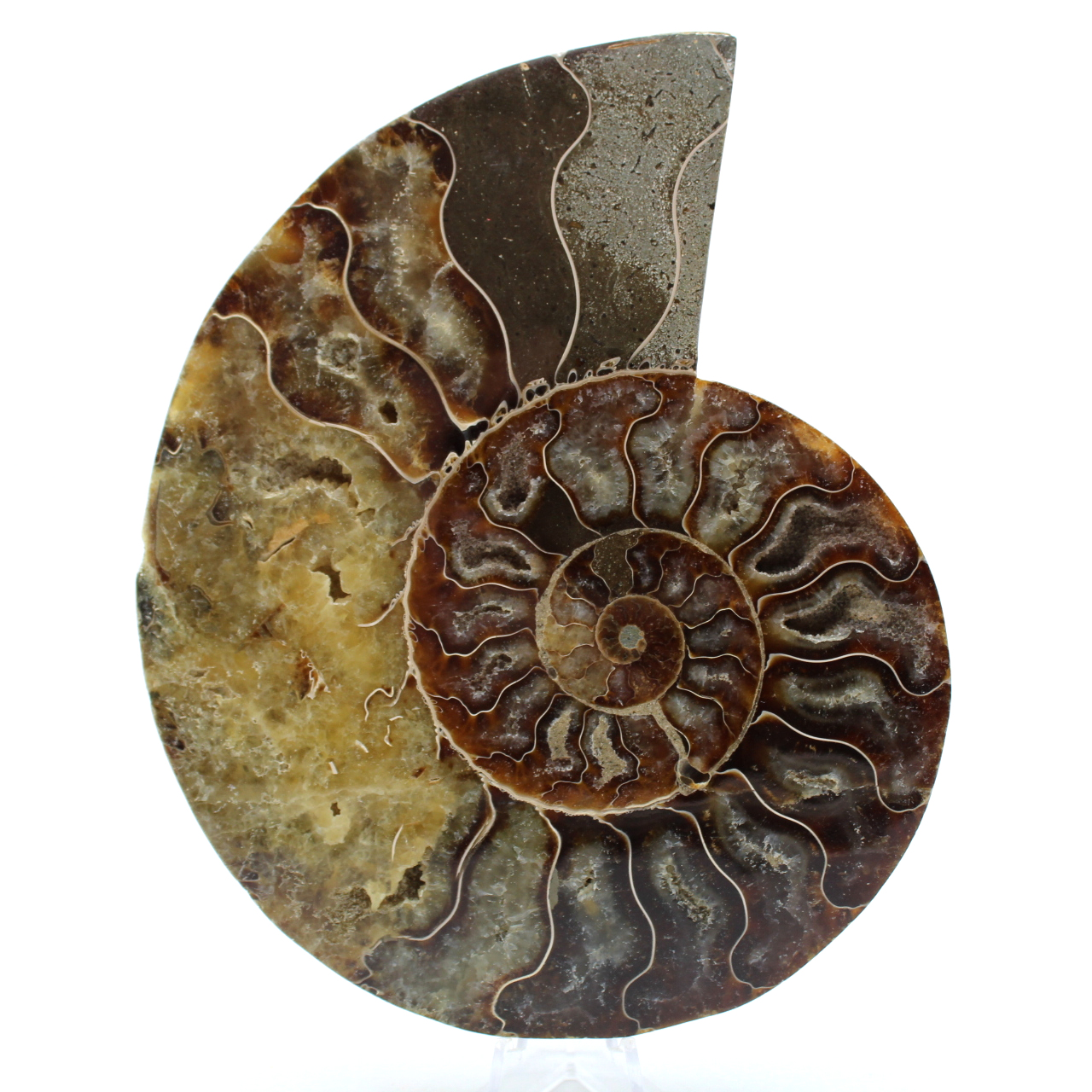 Ammonite segata lucidata