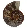 Ammonite del madagascar - 0